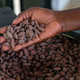 Person holds handful of dried cocoa beans
